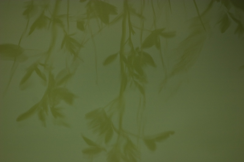 Plant Stems Reflected In Mineral Stained Water
